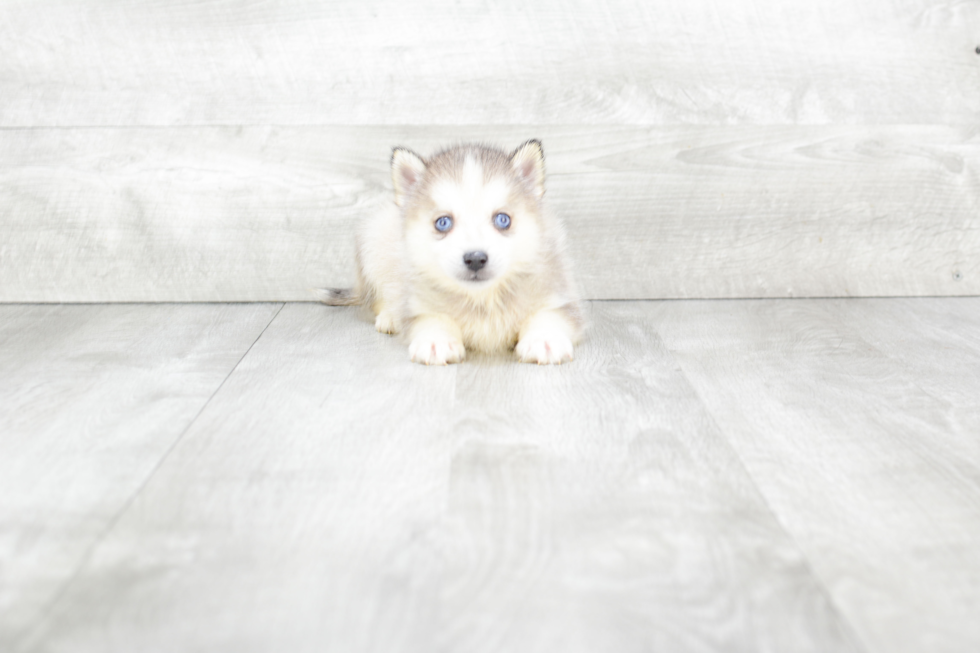 Hypoallergenic Mini Husky Designer Puppy