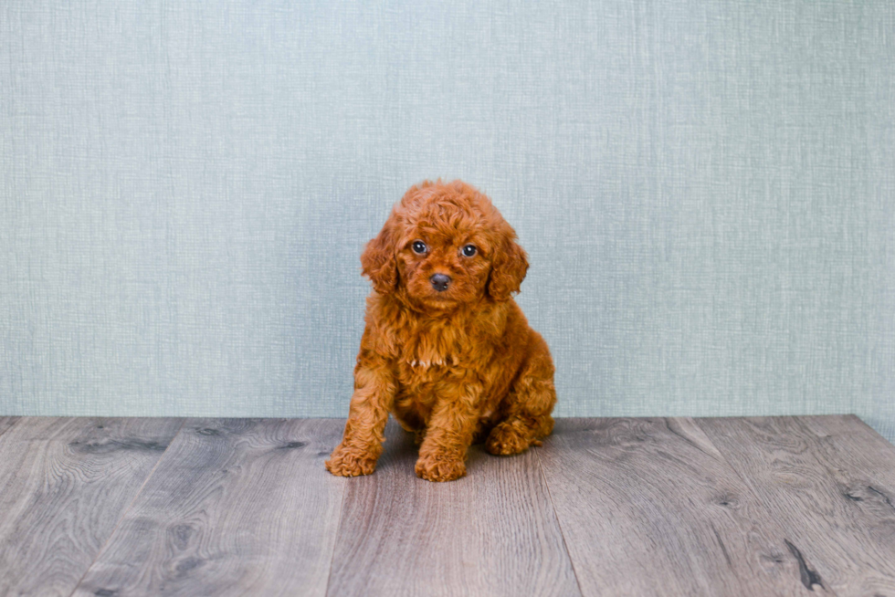 Playful Golden Retriever Poodle Mix Puppy