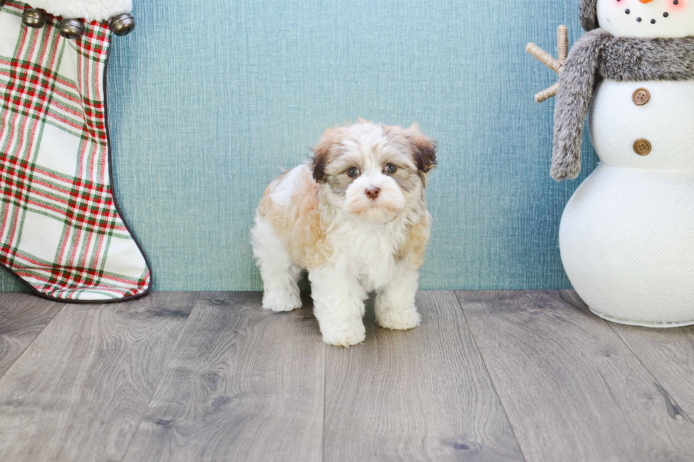 Havanese Pup Being Cute