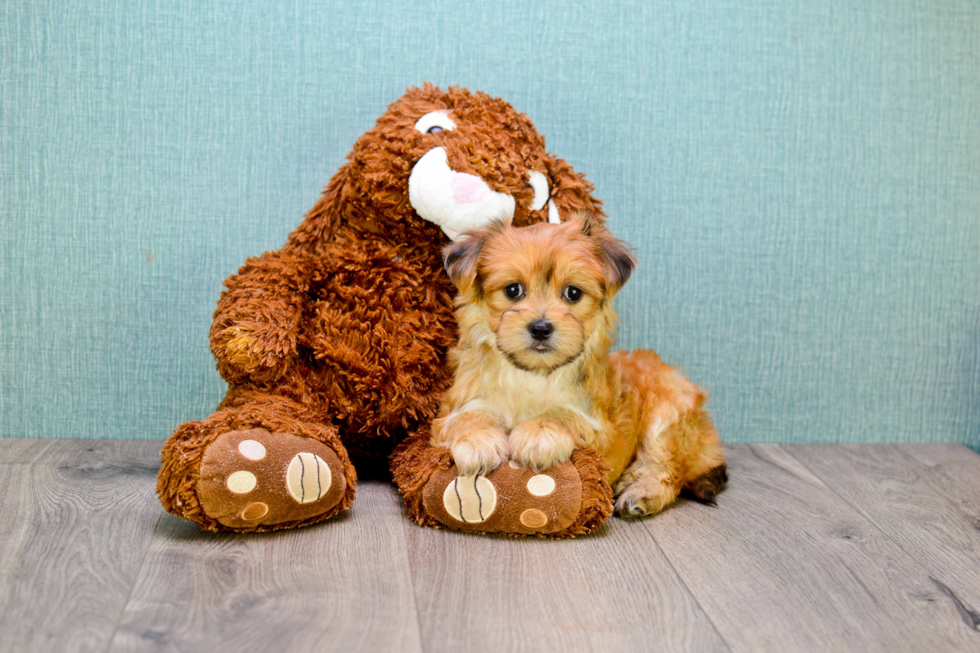 Morkie Puppy for Adoption