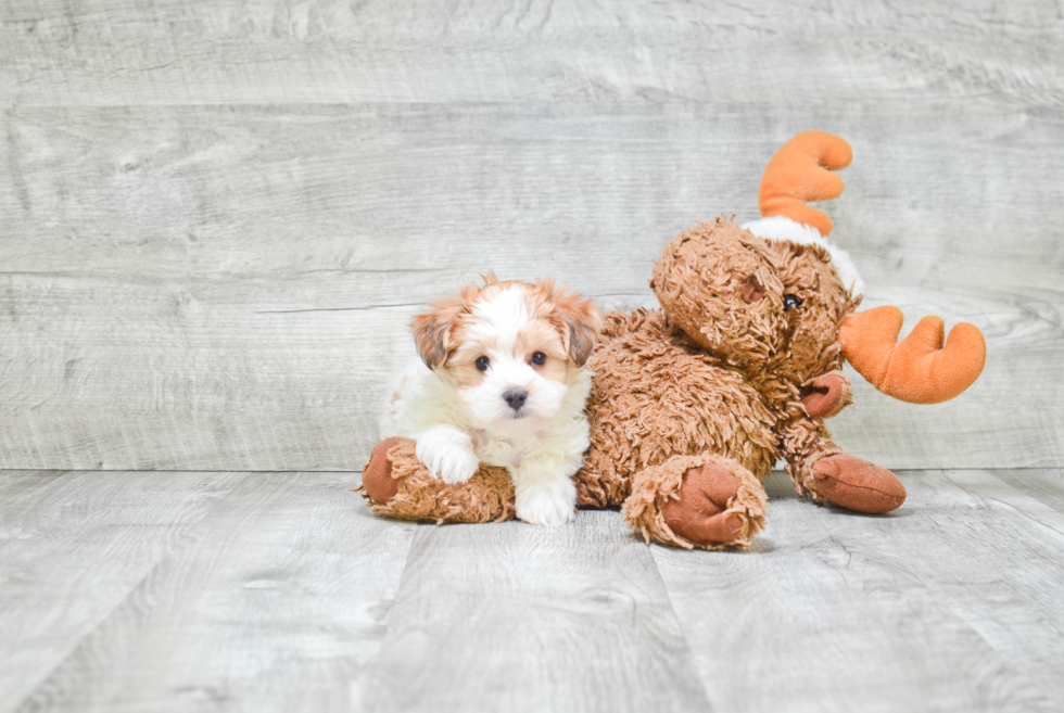 Morkie Pup Being Cute