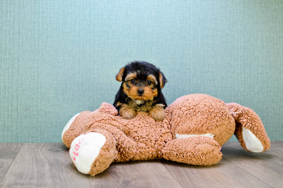 Playful Yorkie Doodle Poodle Mix Puppy