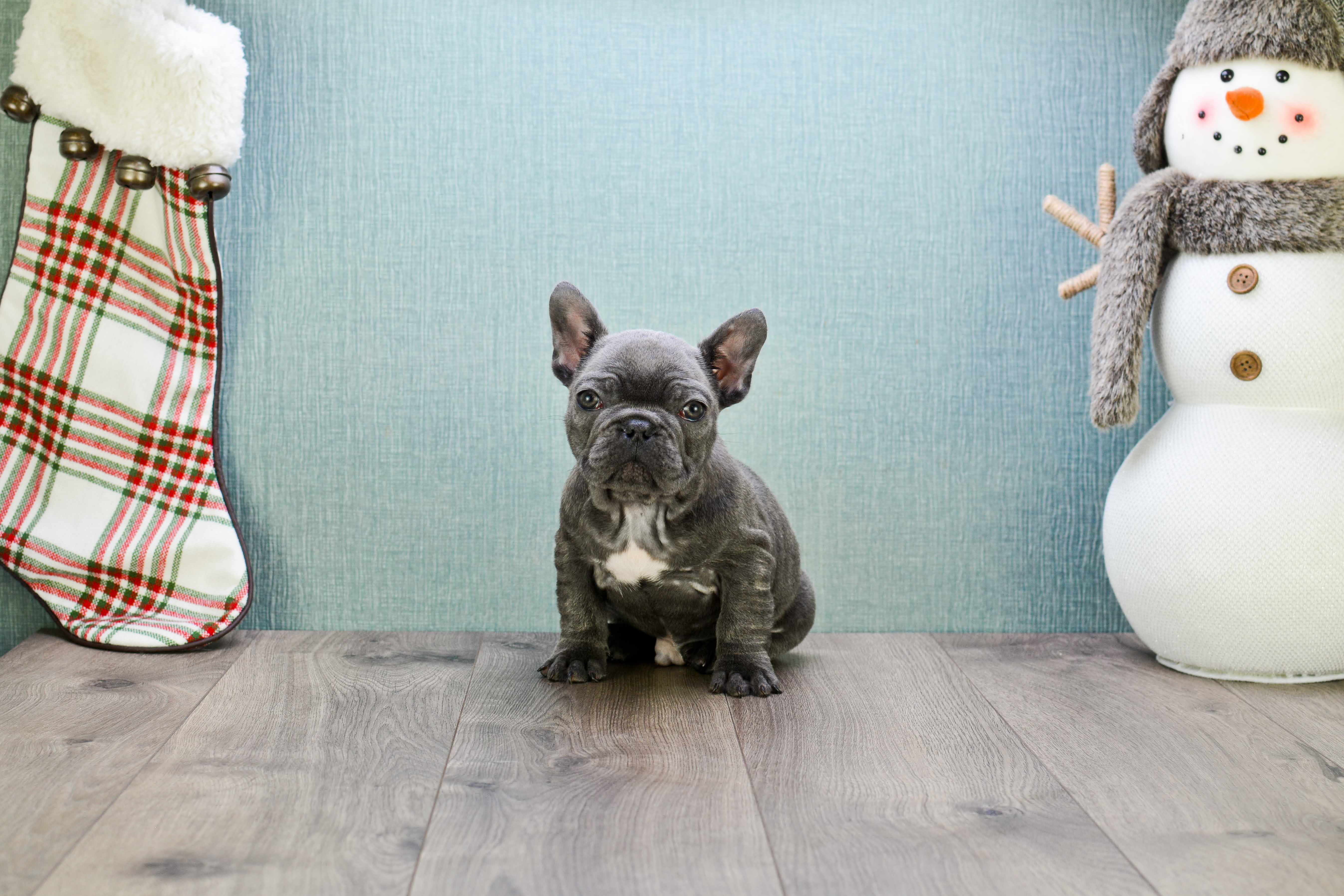 Friendly French Bulldog Baby