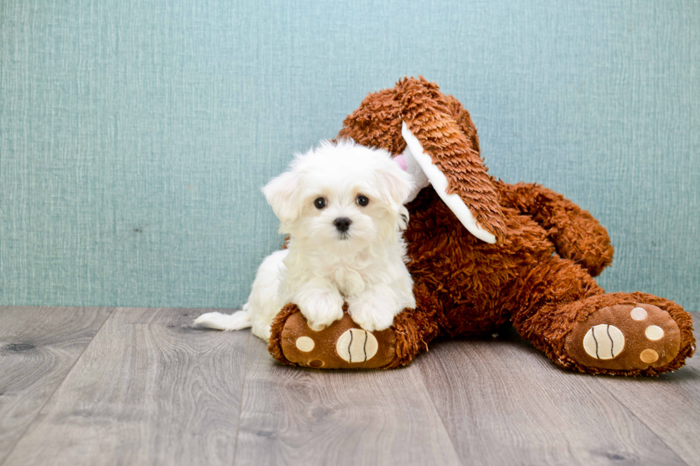 Little Maltese Purebred Pup