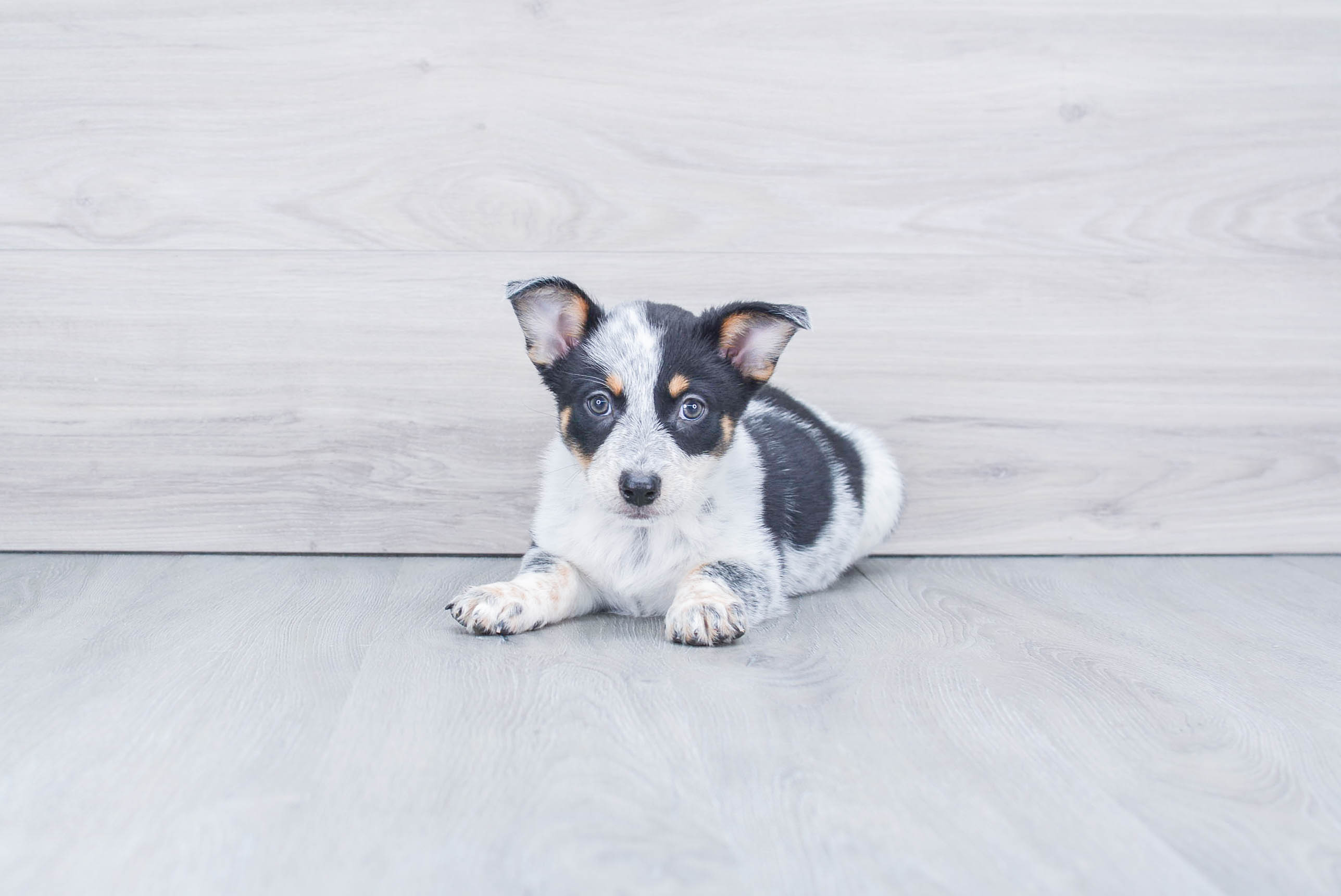 Cowboy Corgi Pup Being Cute