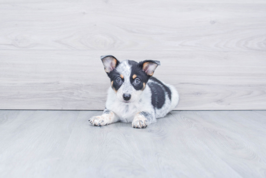 Cowboy Corgi Pup Being Cute