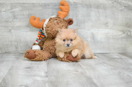 Best Pomeranian Baby