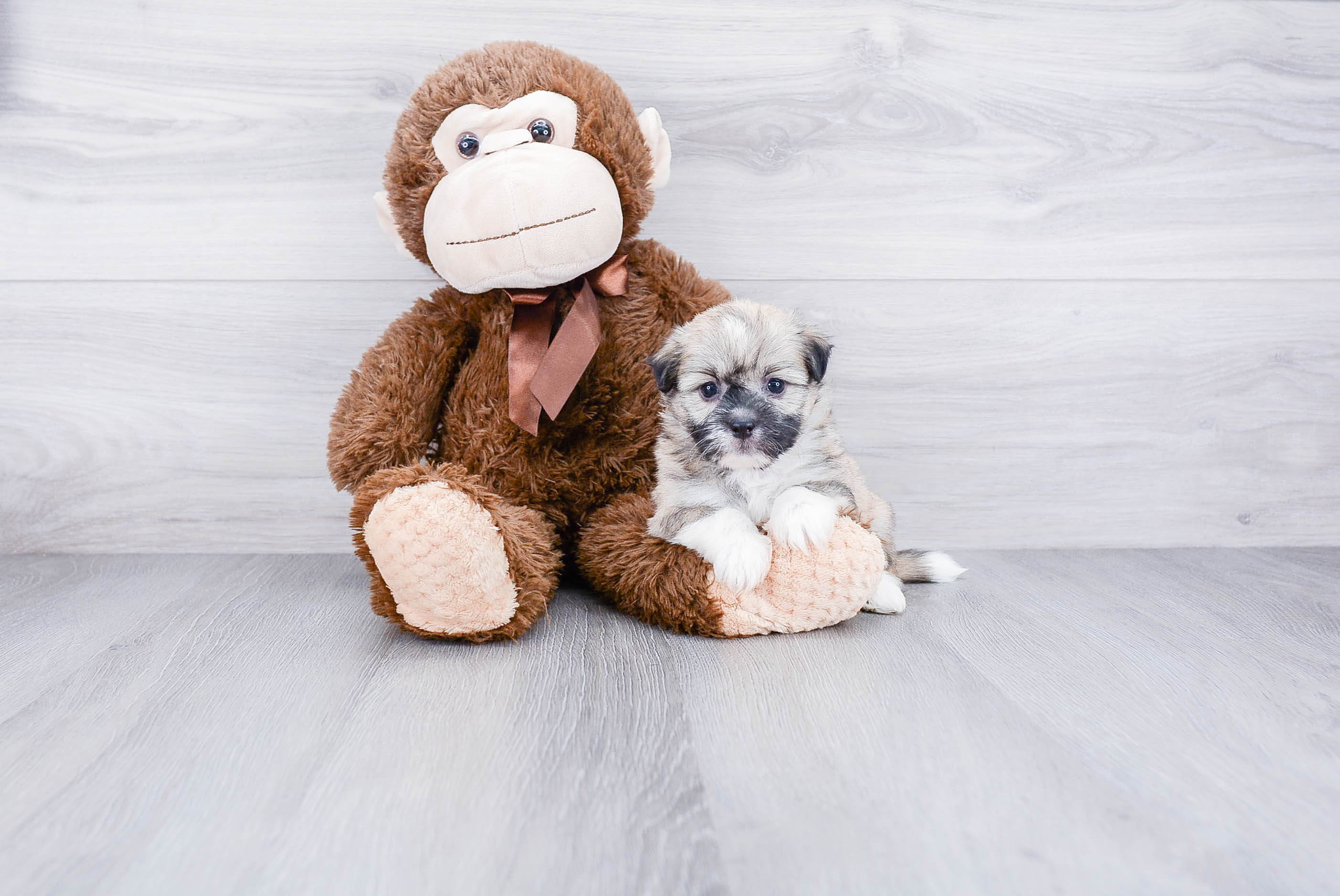 Sweet Havanese Purebred Puppy