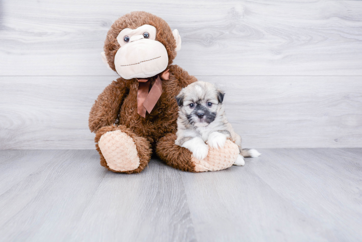 Sweet Havanese Purebred Puppy