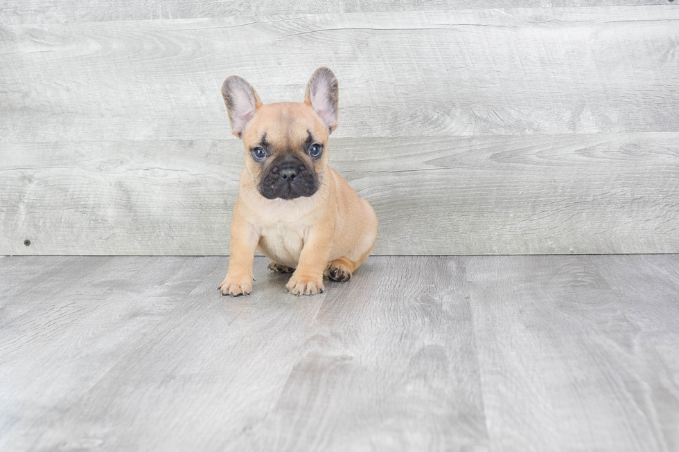 French Bulldog Puppy for Adoption