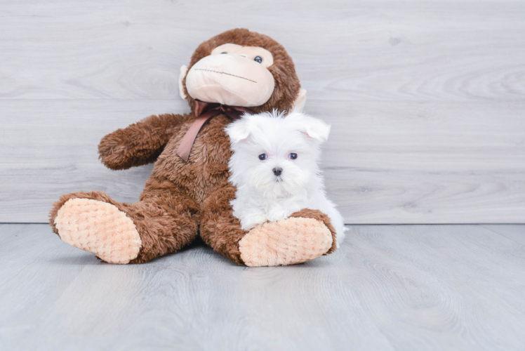 Playful Maltese Purebred Pup