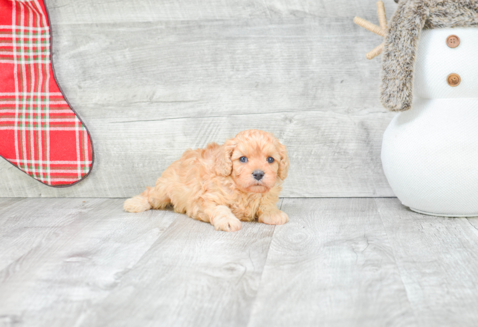 Fluffy Cavapoo Poodle Mix Pup