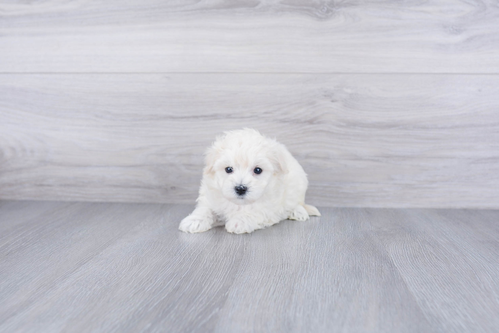 Maltipoo Puppy for Adoption