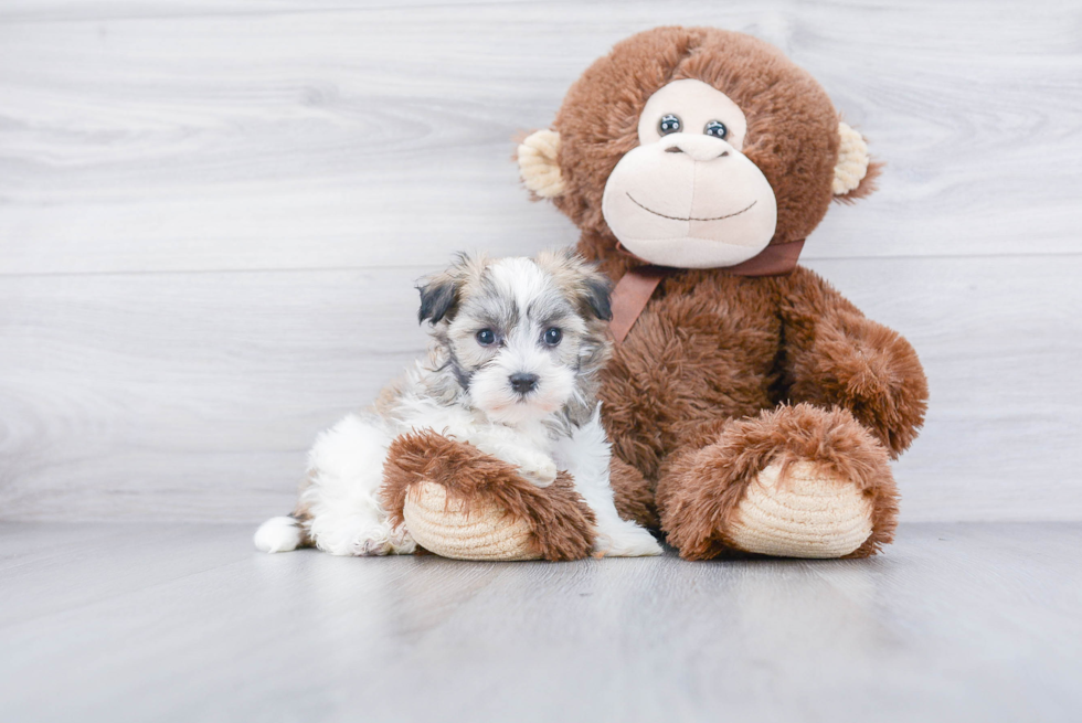 Friendly Havanese Baby