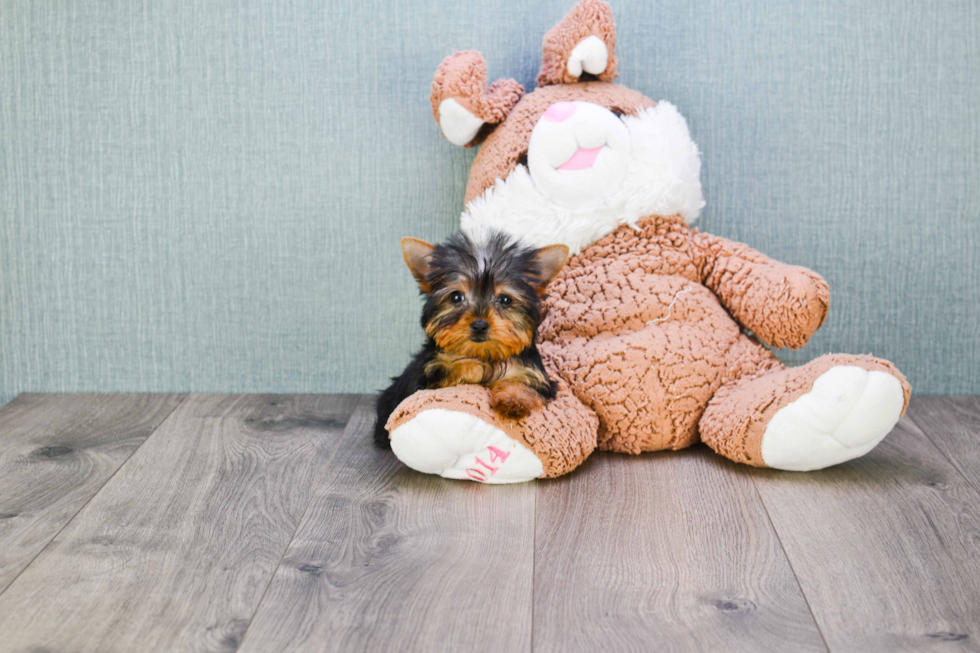 Meet Steph - our Yorkshire Terrier Puppy Photo 