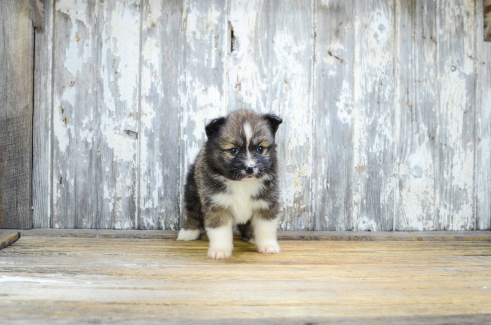 Pomsky Pup Being Cute