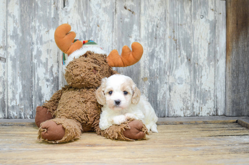 Happy Cavachon Baby