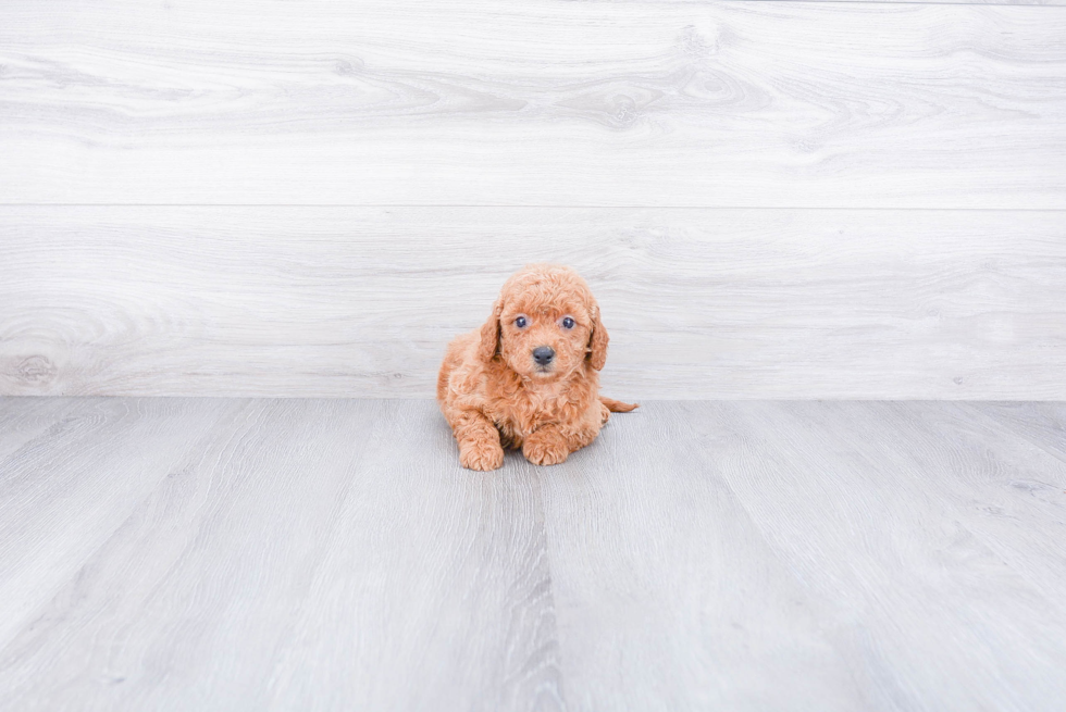 Energetic Golden Retriever Poodle Mix Puppy