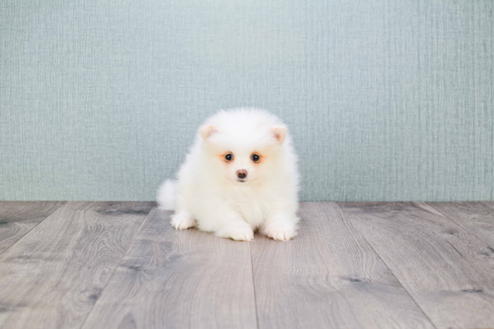 Pomeranian Puppy for Adoption