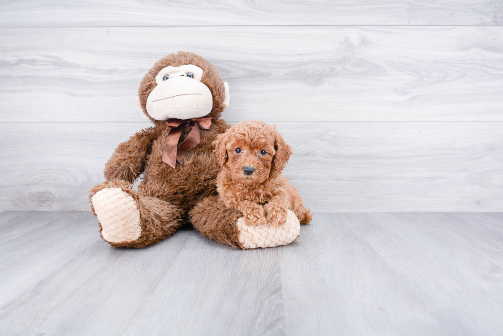 Small Cockapoo Baby
