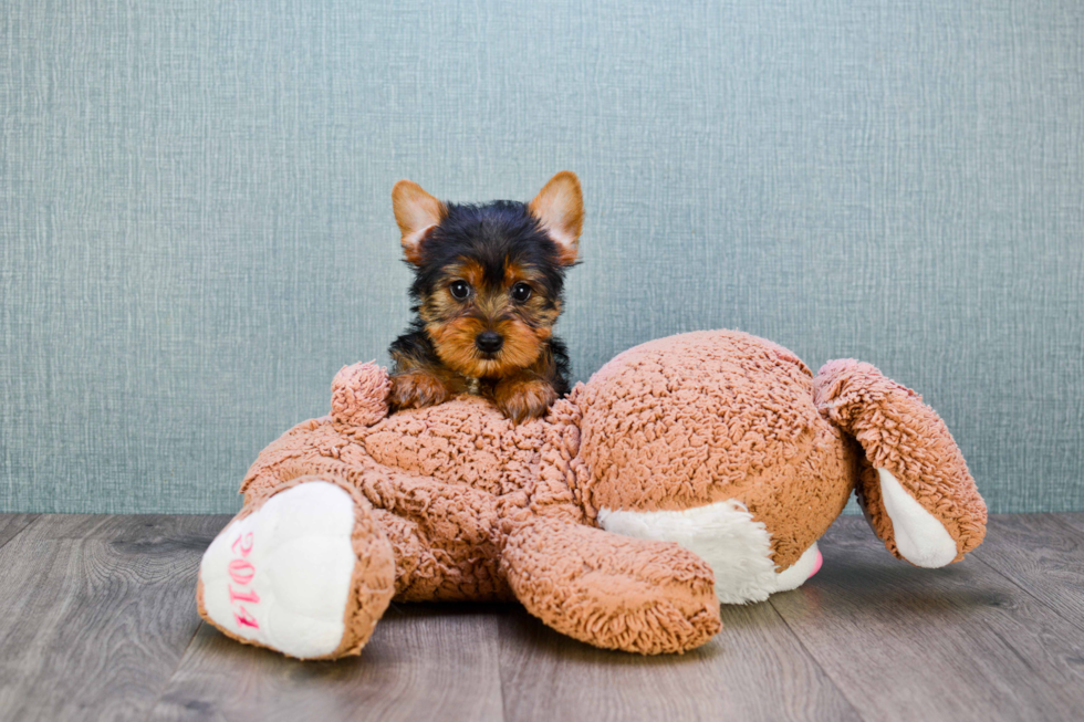 Meet Jeremy - our Yorkshire Terrier Puppy Photo 