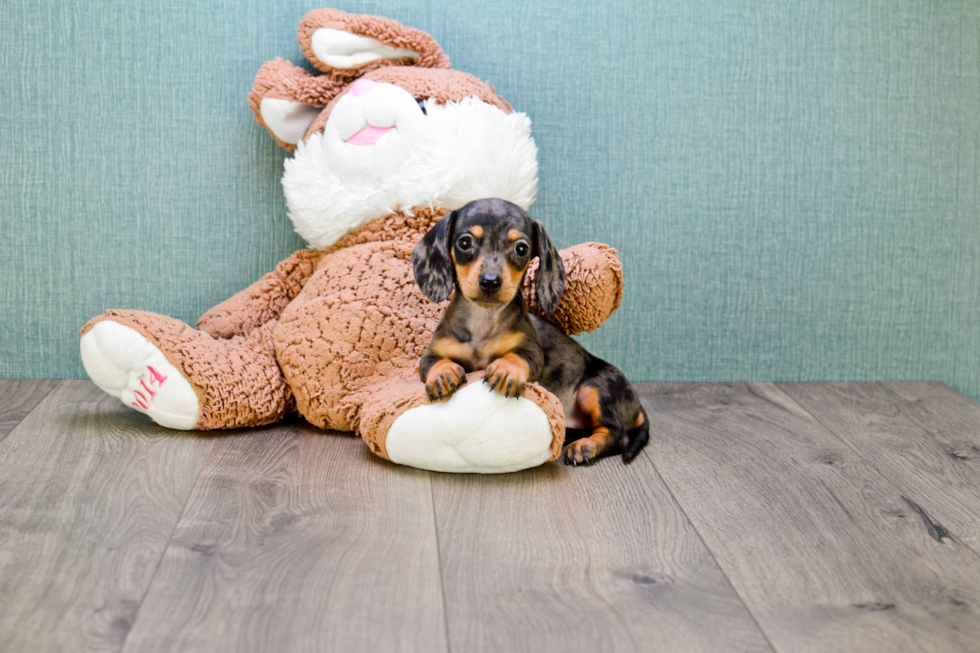 Cute Dachshund Purebred Pup