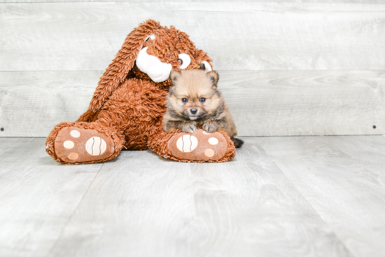 Pomeranian Pup Being Cute