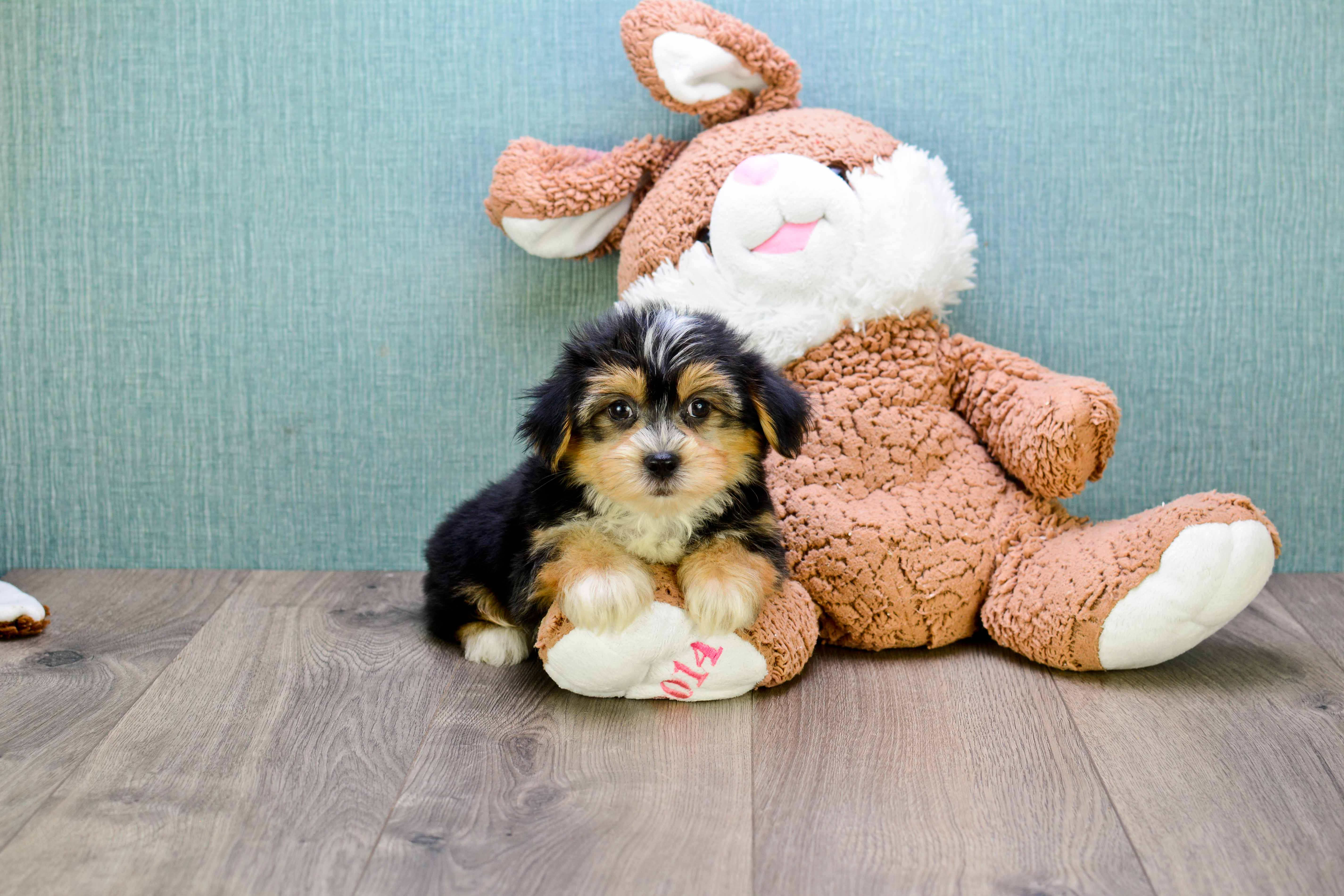 Best Morkie Baby