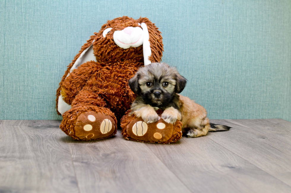 Havanese Puppy for Adoption