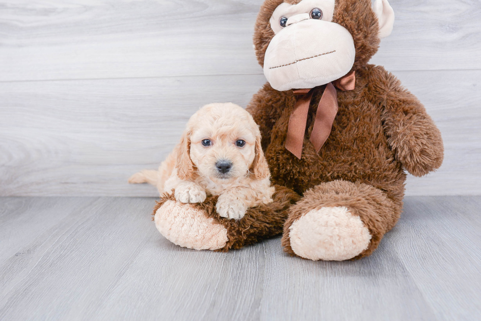 Mini Goldendoodle Puppy for Adoption