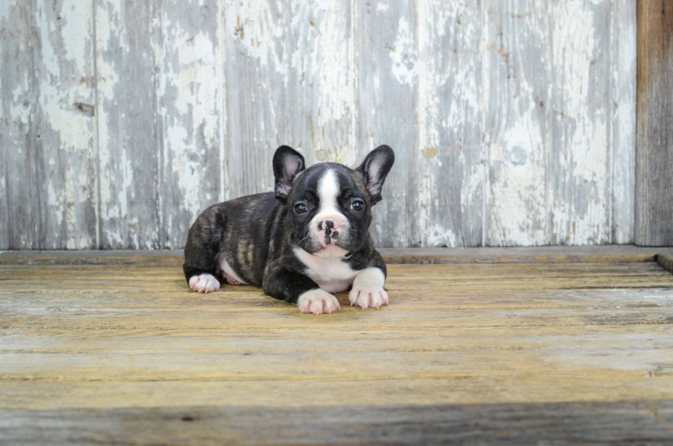 French Bulldog Pup Being Cute