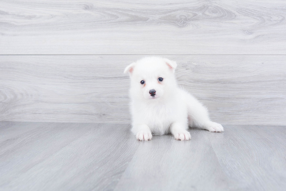 Friendly Pomsky Baby