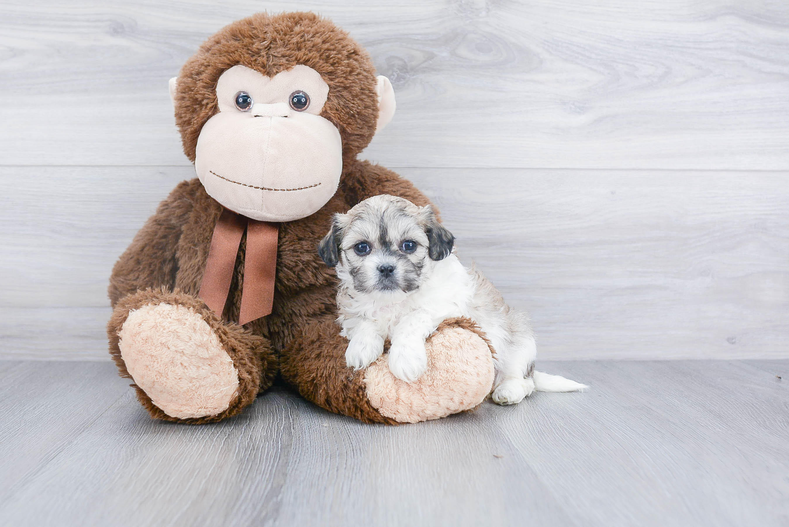 Smart Teddy Bear Designer Pup