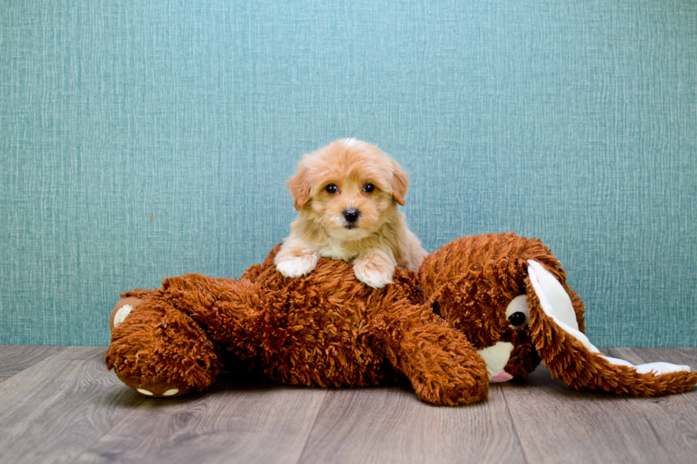 Best Maltipoo Baby