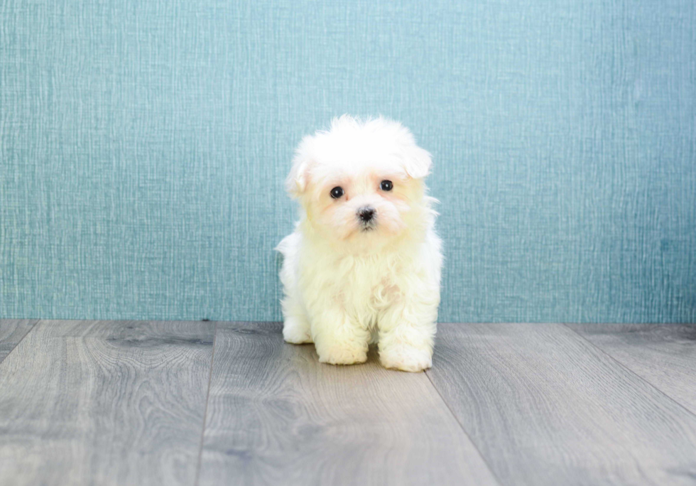 Sweet Maltese Purebred Puppy