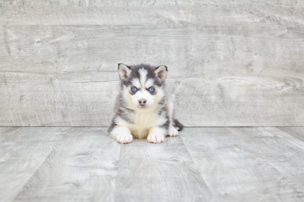 Friendly Pomsky Baby