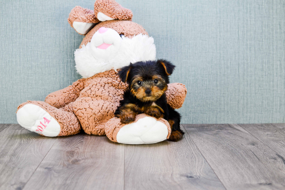 Meet Timmy - our Yorkshire Terrier Puppy Photo 