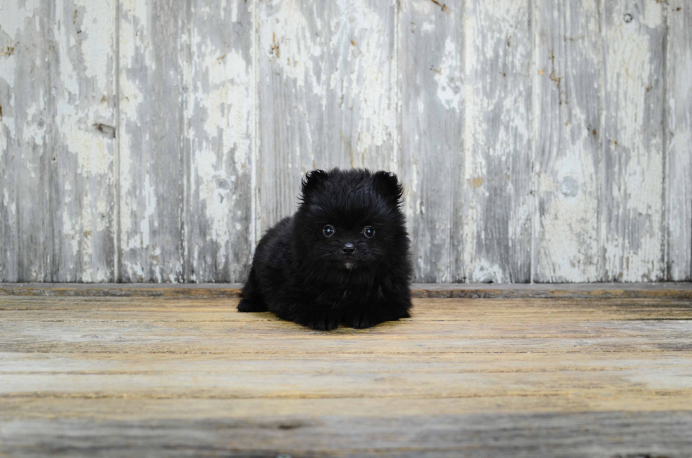 Pomeranian Pup Being Cute