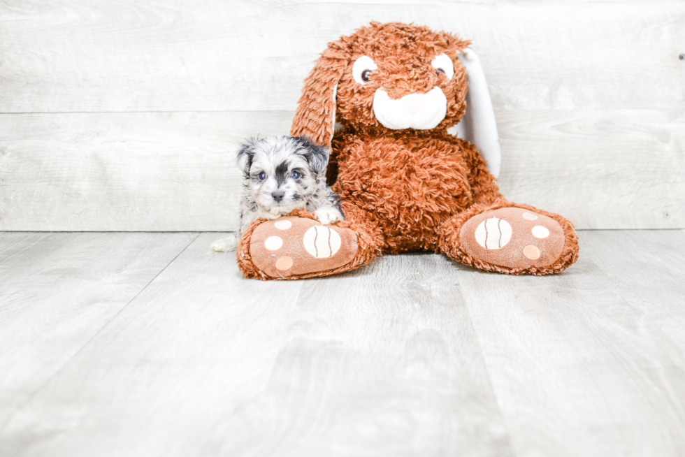 Fluffy Mini Aussiedoodle Poodle Mix Pup