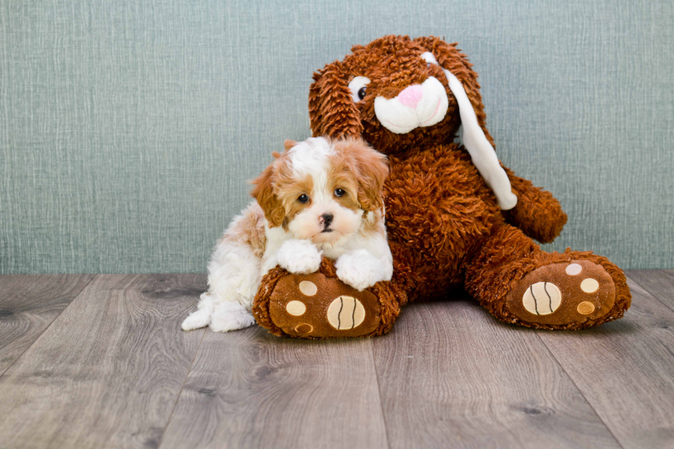 Cavapoo Puppy for Adoption