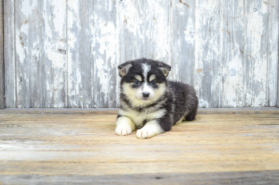 Funny Pomsky Designer Pup