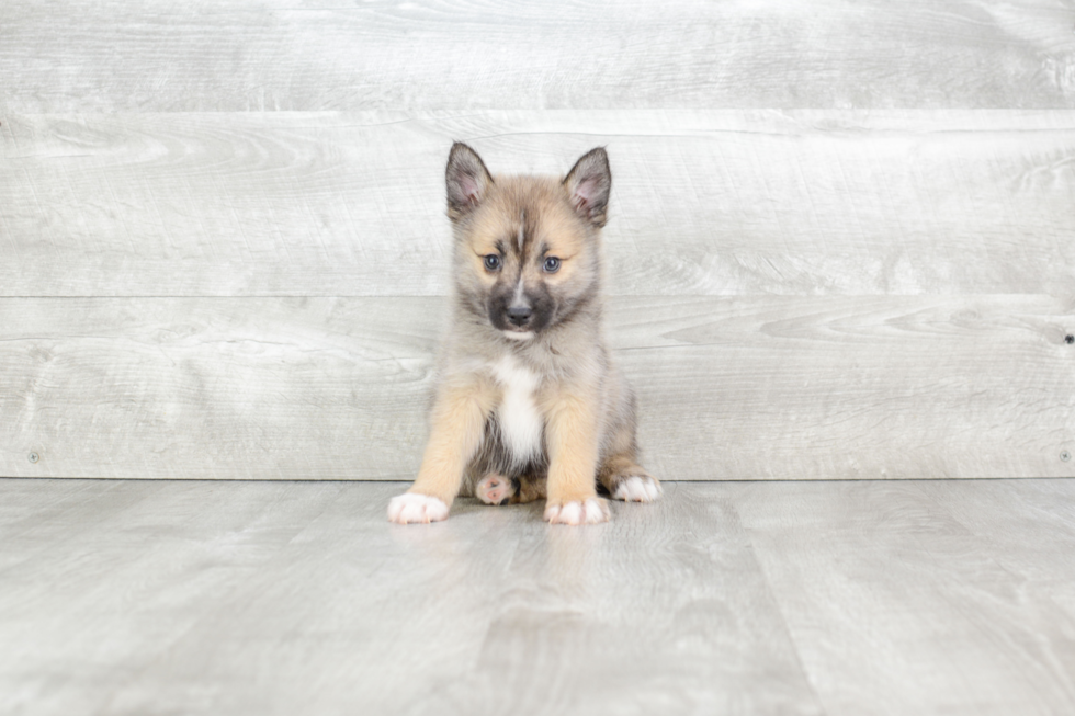 Fluffy Pomsky Designer Pup