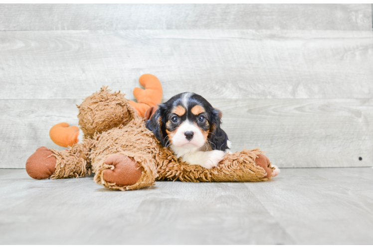 Adorable Cavalier King Charles Spaniel Purebred Puppy