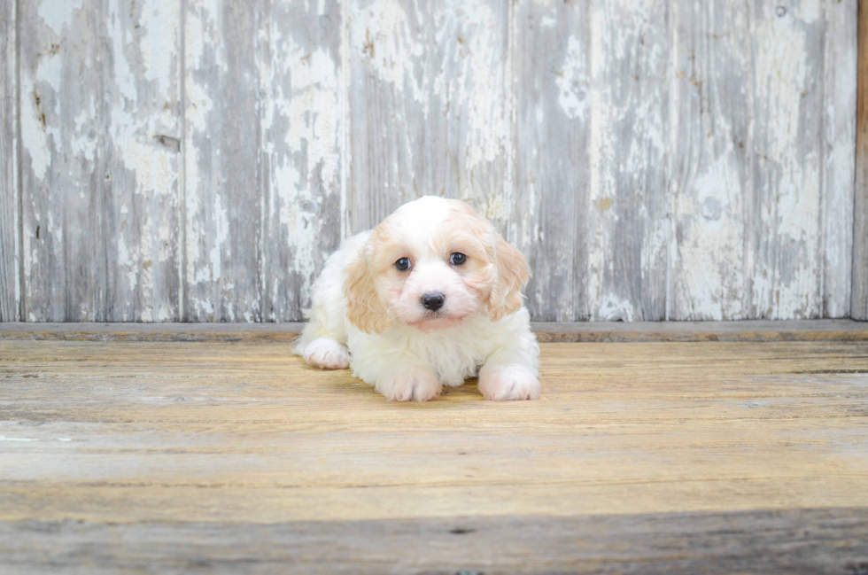 Cavachon Puppy for Adoption