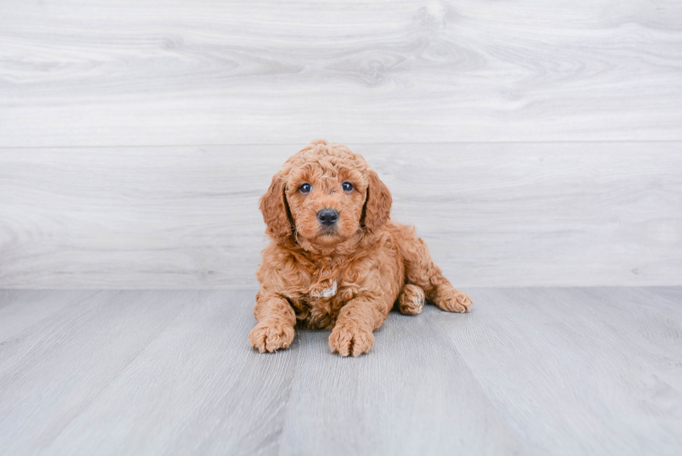 Little Golden Retriever Poodle Mix Puppy