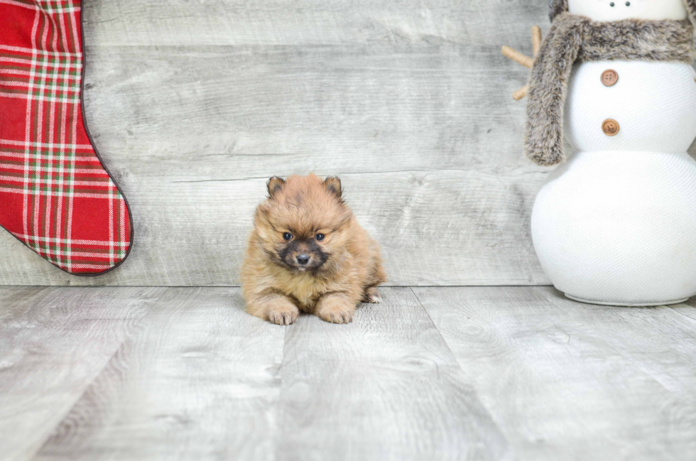 Friendly Pomeranian Purebred Pup