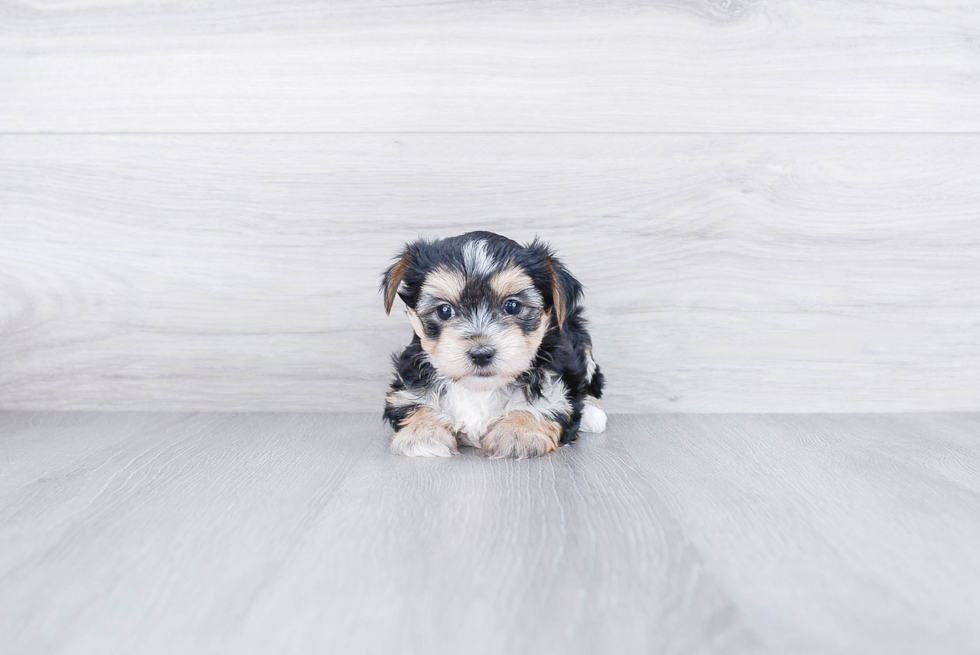 Hypoallergenic Yorkie Designer Puppy