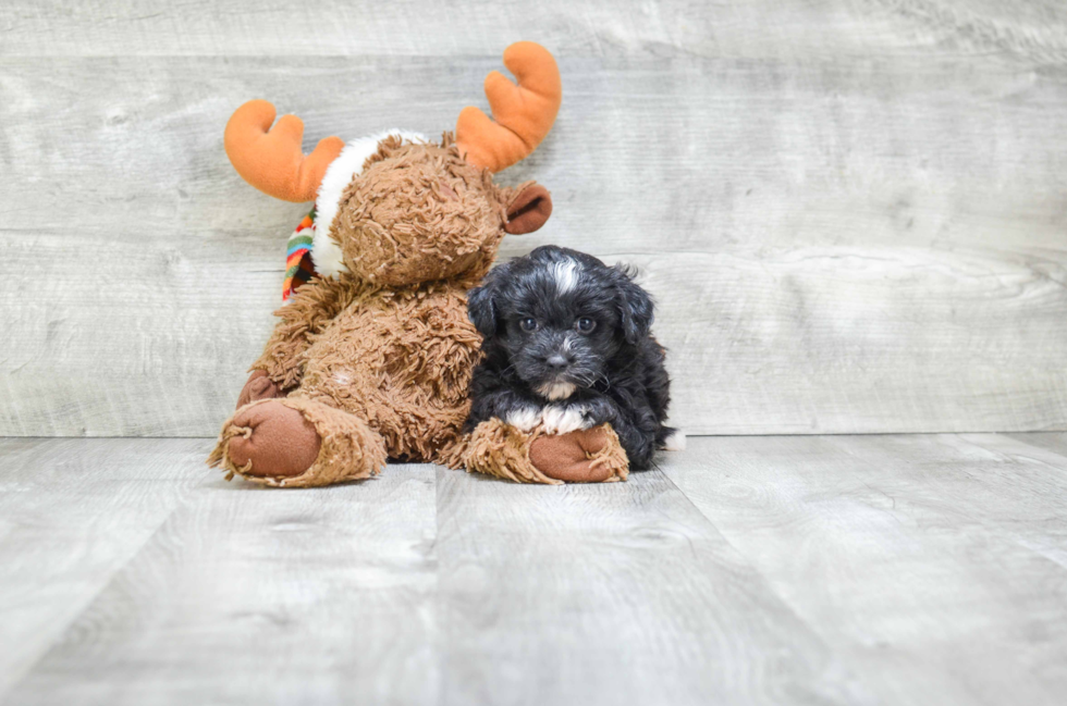 Morkie Pup Being Cute