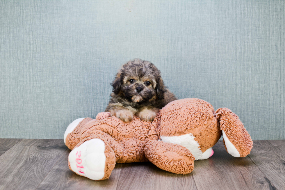 Little Shichon Designer Puppy