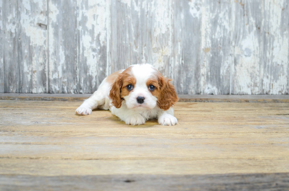 Cute Cavalier King Charles Spaniel Purebred Puppy